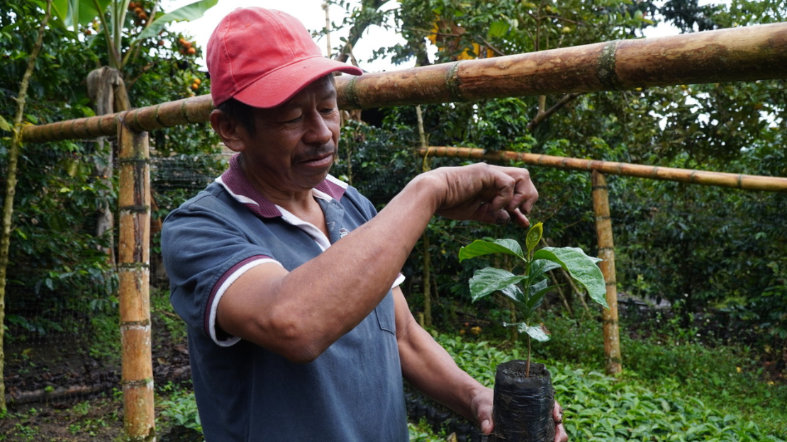 Justiniano Pencué holding up a seedling in his coffee plant nursery in the region of Inzá, Cauca department, Colombia.